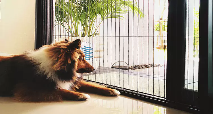 Sliding Screen Pet Door Repair in University, FL