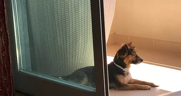 French Door Pet Screen Repair in University, FL